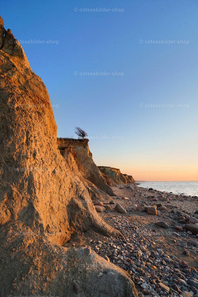 Einsamer Baum | Die Abendsonne wirft ein warmes Licht auf die Küste. Ein einzelner Baum steht am Klippenrand.