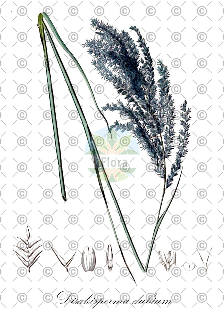 HistAbb_wfo-0000651547_1_ENZY_Simple | Historische Abbildung von Disakisperma dubium - Poaceae | Historical Illustration of Disakisperma dubium - Poaceae