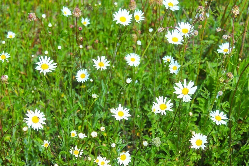 IMG_2933 | Fotografiert von Peregrin Lais. Bilder anschauen, 
Formate auswählen und bestellen. - Realisiert mit Pictrs.com