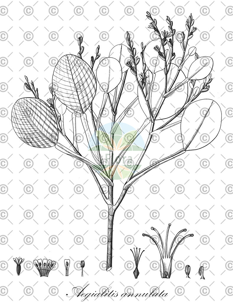 HistAbb_wfo-0000521485_1_ENZY_Simple | Historische Abbildung von Aegialitis annulata - Plumbaginaceae | Historical Illustration of Aegialitis annulata - Plumbaginaceae
