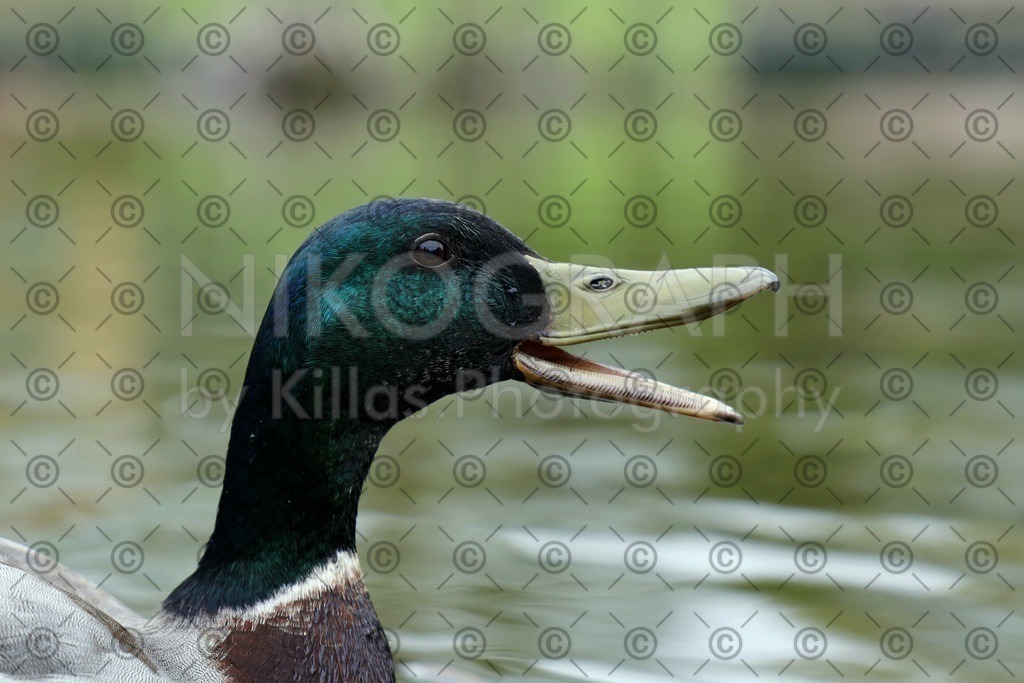 Ente  | Eine Ente reißt den Schnabel auf.