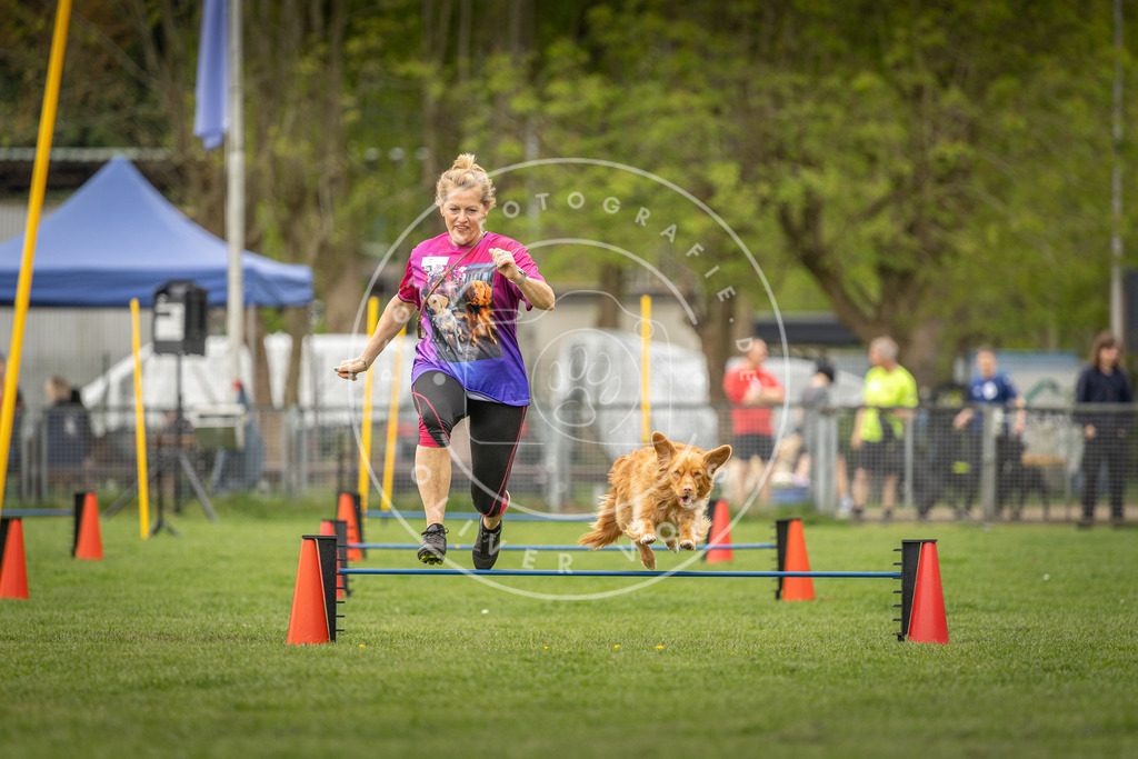 Pfotenfotografie_DV3A8457 | Hundefotografie, Tierfotograf, Pfotenfotografie, Fotoshooting Hund, Hunde Portrait, Hundesport, Hundeportraits, Heideshooting, Hunde, Sportfotograf, Hundefotograf, Turnierhundsport, THS,  - Realisiert mit Pictrs.com