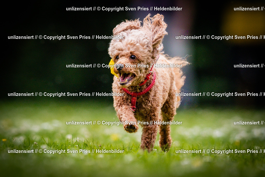 Sven Pries | 2025-05-29 - Pudelrennen KA-Durlach - Realisiert mit Pictrs.com