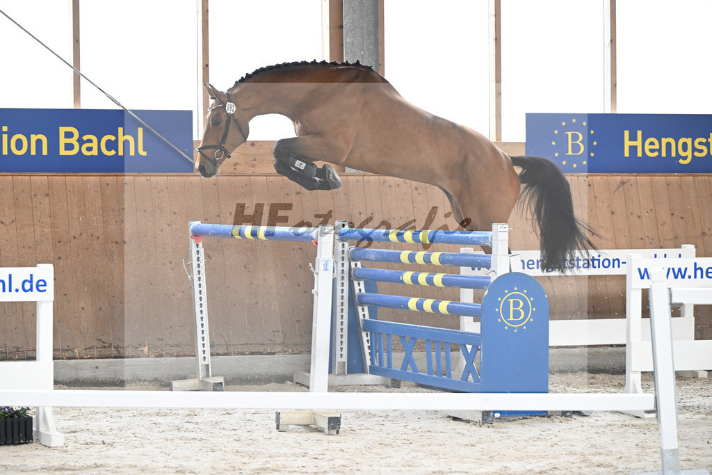 Kat-Nr. 92 C-Simba v. Camargo_Juenger GbR_5251604 | hf-fotografie - Realisiert mit Pictrs.com