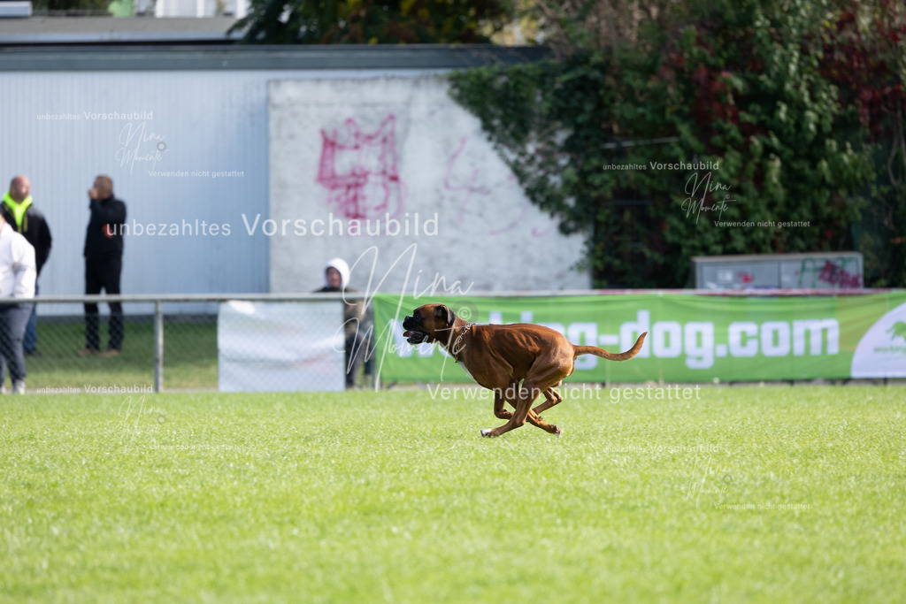 _16A6797 | Einzigartige Fotos von Hunden & Menschen –Actionfotos, Portraits, Vereinsaufnahmen & Paarshootings – authentisch, lebendig & mit Herz.