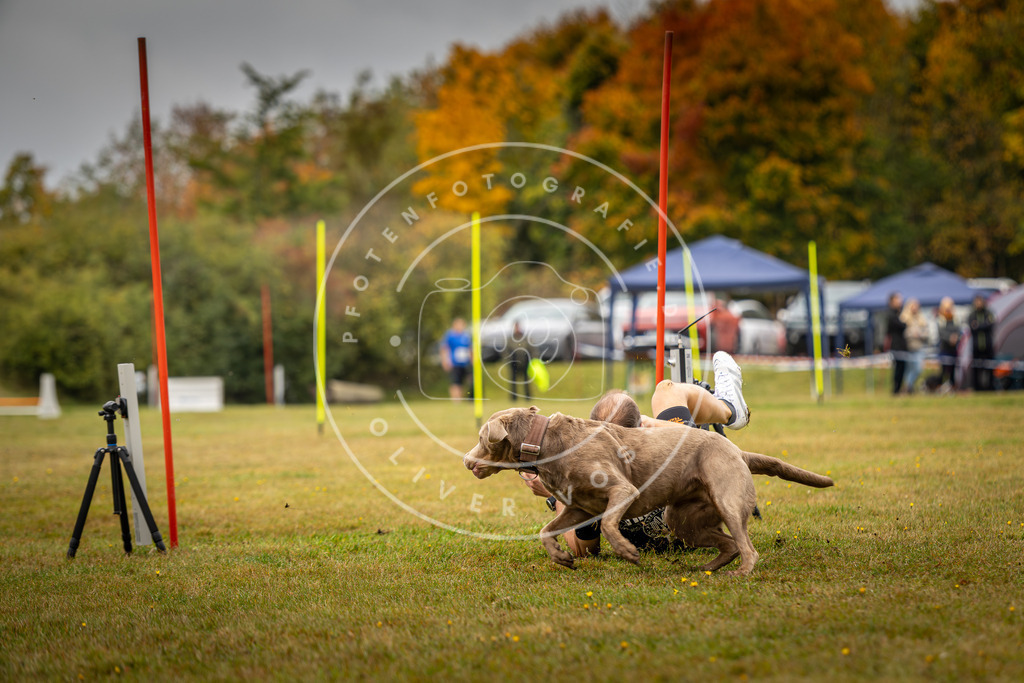 Pfotenfotografie_DV3A2333 | Hundefotografie, Tierfotograf, Pfotenfotografie, Fotoshooting Hund, Hunde Portrait, Hundesport, Hundeportraits, Heideshooting, Hunde, Sportfotograf, Hundefotograf, Turnierhundsport, THS,  - Realisiert mit Pictrs.com