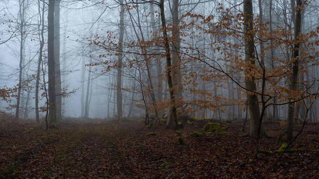 Lichter Nebelwald | Eigentlich gibt es kein Wetter, bei dem es sich nicht lohnt, Zeit in der Natur zu verbringen. Ein Waldspaziergang an diesem nebligen Morgen lässt mich eine andere Art des Sonnenaufgangs lieben lernen. - Realisiert mit Pictrs.com