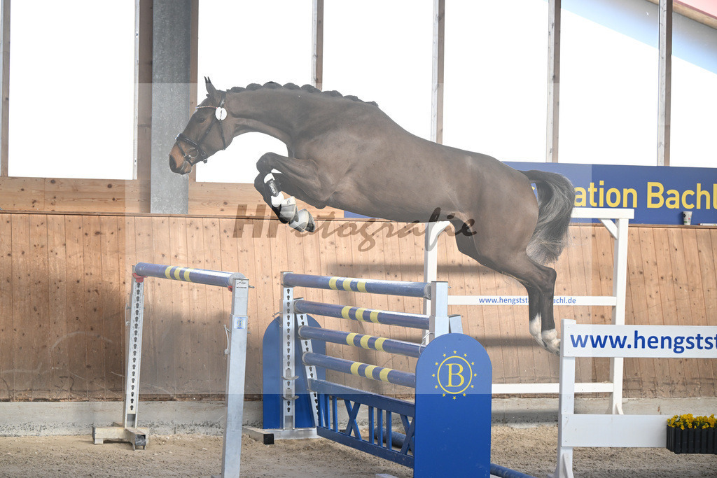 Kat-Nr. 1 Cellestina v Cellestial_Steidl_14262015 | hf-fotografie - Realisiert mit Pictrs.com