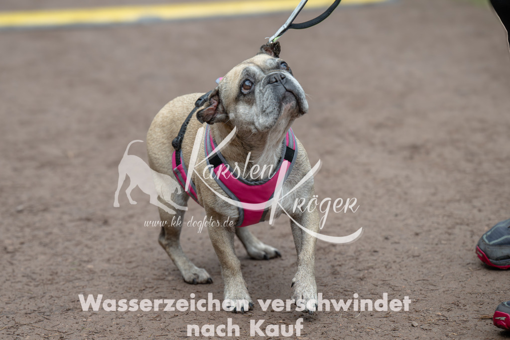 0828_ZZ99740 | kk-dogfotos