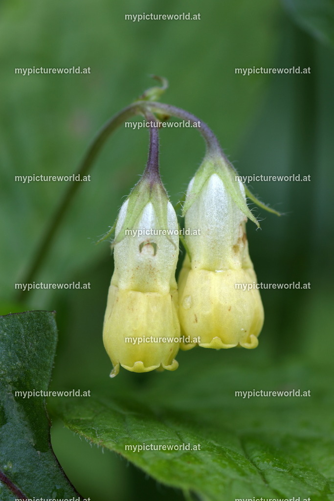 Knollen-Beinwell-003 | Das Bilderarchiv über Tiere, Planzen und Landschaften. In der Bilddatenbank finden Sie ein große Auswahl an hochwertigen Bilder für Ihre Werbung - Realized with Pictrs.com