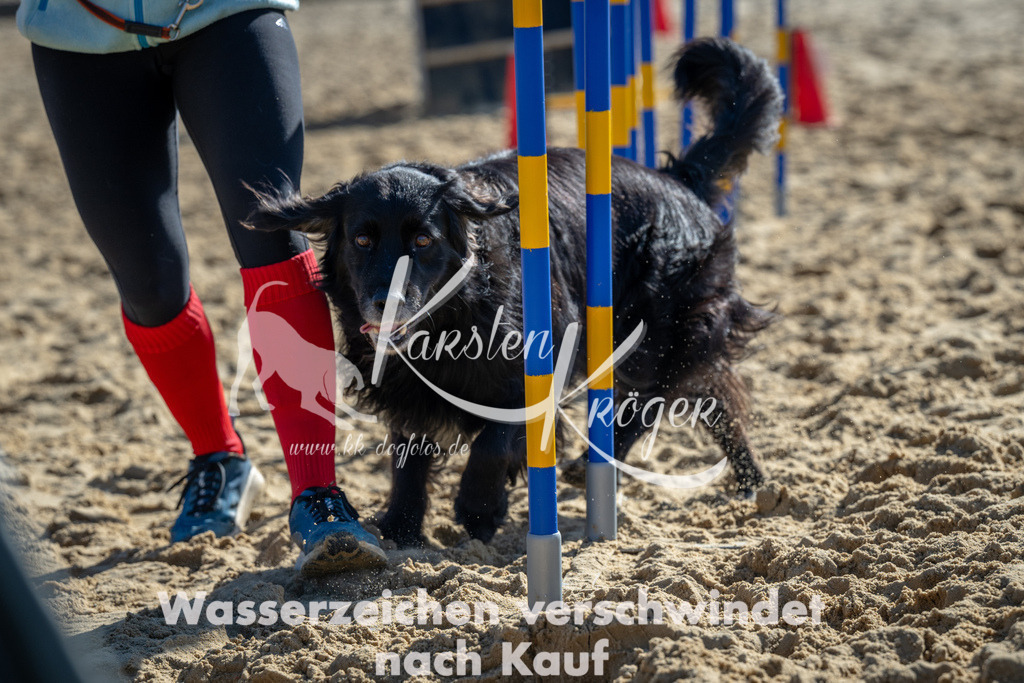 1130_ZZ91365 | kk-dogfotos