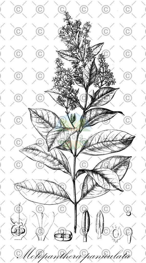 HistAbb_wfo-0000367896_1_ENZY_Simple | Historische Abbildung von Molopanthera paniculata - Rubiaceae | Historical Illustration of Molopanthera paniculata - Rubiaceae