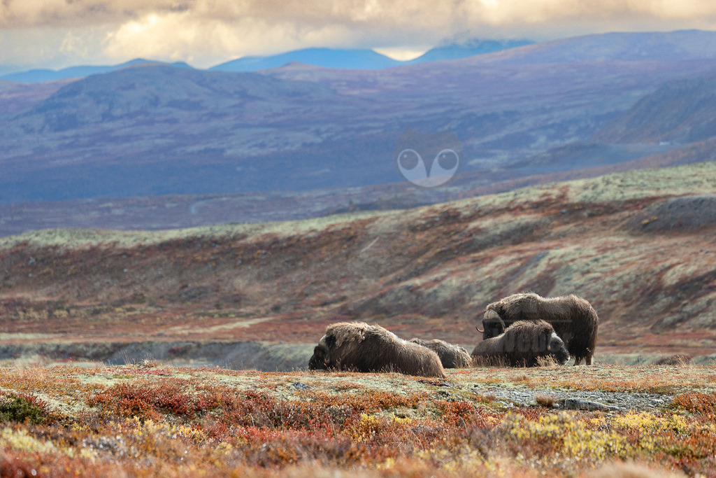 R6M32002_20260920 | Dieses Bild zeigt eine kleine Gruppe von Moschusochsen (Ovibos moschatus) in der weiten, herbstlichen Tundralandschaft Norwegens. Zwei der massigen Tiere liegen entspannt auf dem Boden, während ein drittes im Hintergrund steht. Moschusochsen sind bekannt für ihr extrem dichtes, zotteliges Fell, das sie hervorragend an die kalten Bedingungen ihrer arktischen und subarktischen Lebensräume anpasst. Sie leben in Herden und ernähren sich hauptsächlich von Gräsern, Moosen und Flechten. Die Umgebung ist geprägt von den leuchtenden Herbstfarben der niedrigen Vegetation, darunter rötliche Sträucher und grünliche Flechten, die sich über die hügelige Landschaft erstrecken. Im Hintergrund erheben sich sanfte, bläuliche Berge unter einem teilweise bewölkten Himmel. - Realisiert mit Pictrs.com