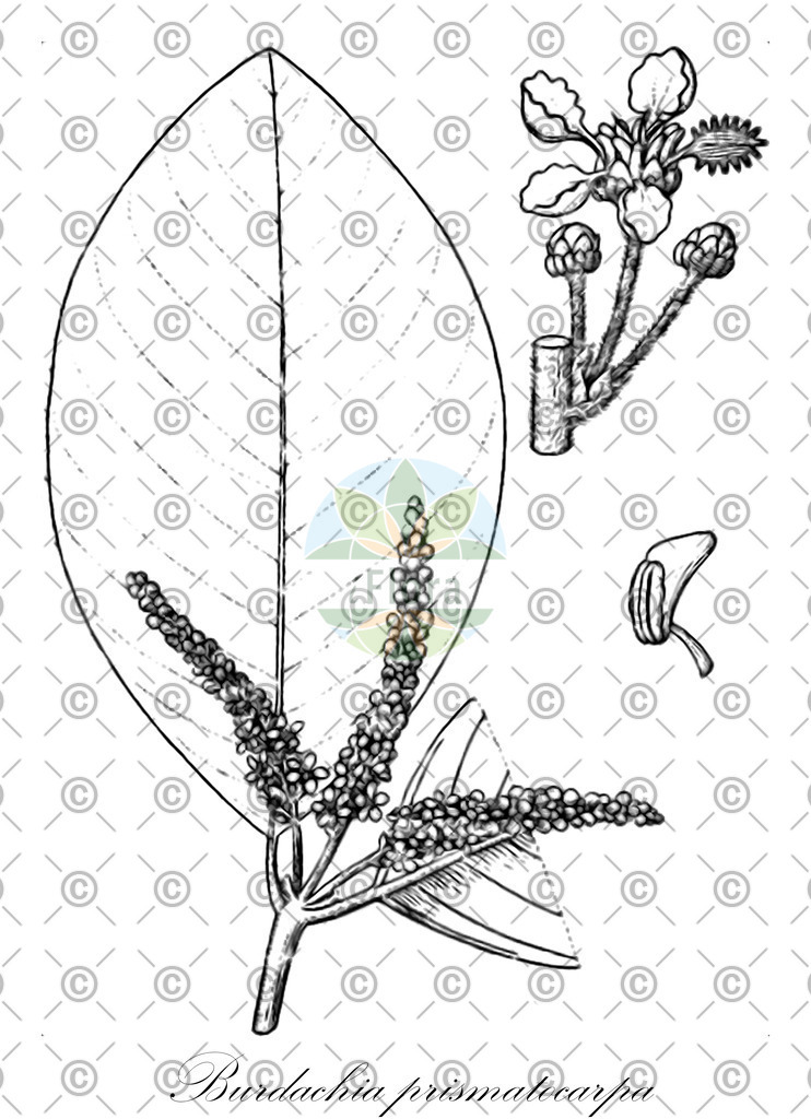 HistAbb_wfo-0000214110_1_ENZY_Simple | Historische Abbildung von Burdachia prismatocarpa - Malpighiaceae | Historical Illustration of Burdachia prismatocarpa - Malpighiaceae