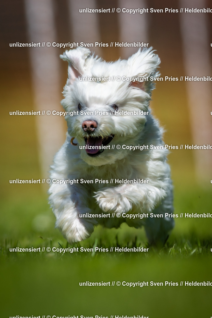 Hunderennen_April_2026_137 | 2026-04-26 - Hunderennen Baden-Oos April 2026 - Realisiert mit Pictrs.com