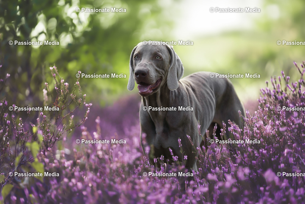 _DSC2994 | Passionate Media, dein Fotograf aus Brandenburg, Märkisch Oderland, im Bereich Motorsport, Autos und Motorräder sowie Events und auch Hunde. Shootings oder auch Eventbegleitungen können bei mir gebucht we