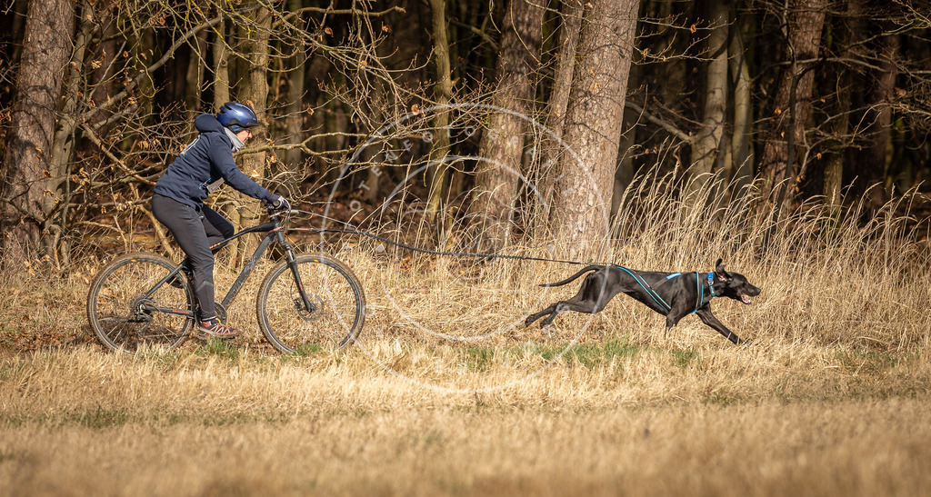 DV3A4453 | Hundefotografie, Tierfotograf, Pfotenfotografie, Fotoshooting Hund, Hunde Portrait, Hundesport, Hundeportraits, Heideshooting, Hunde, Sportfotograf, Hundefotograf, Turnierhundsport, THS,  - Realisiert mit Pictrs.com