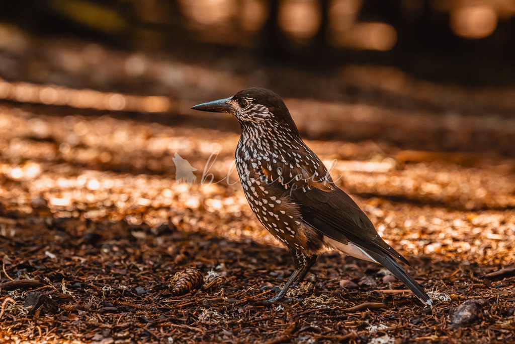 _01A5771 | Sportbilder, Sportfotograf, Hochzeits- und Eventfotografin, Flugshows, Portraits und Tiershooting, Aviation, Downhill, Nationalleague, Swissleague, International