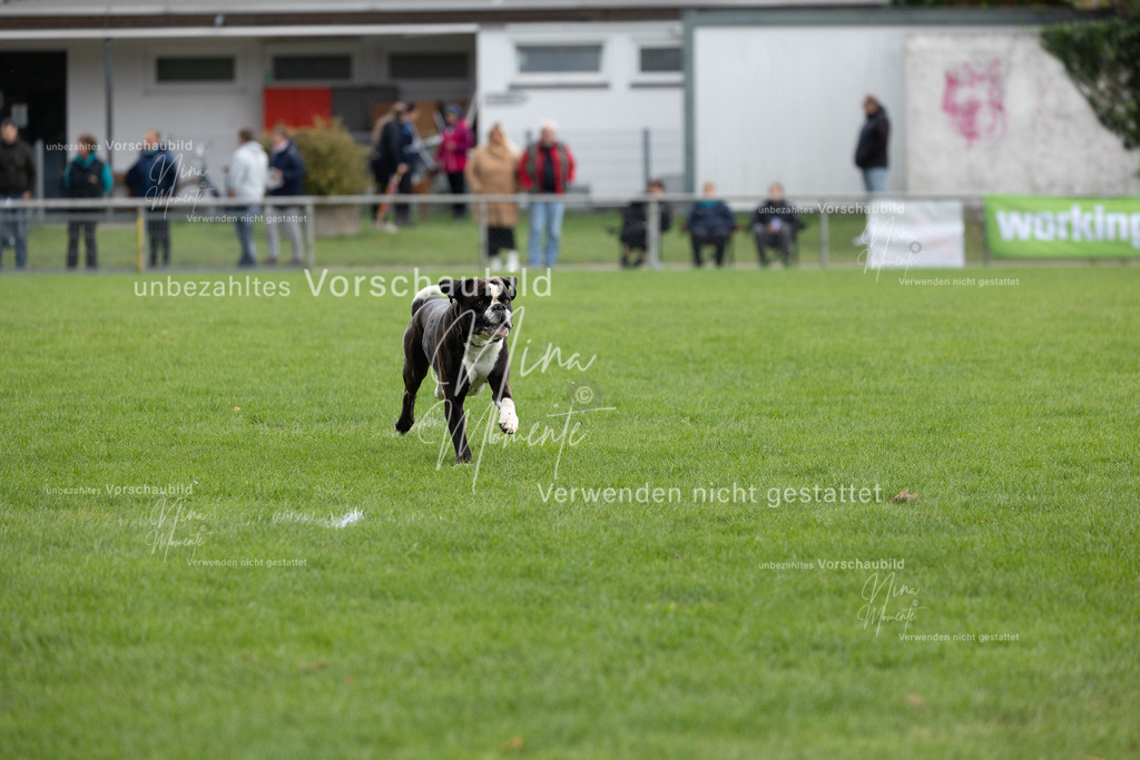 _16A7096 | Einzigartige Fotos von Hunden & Menschen –Actionfotos, Portraits, Vereinsaufnahmen & Paarshootings – authentisch, lebendig & mit Herz.