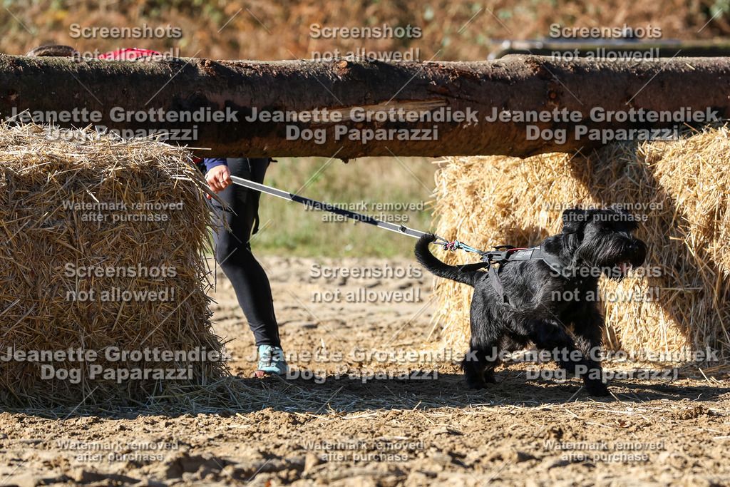 Dog Paparazzi - Strongdog 10-25-2520 | Dog Paparazzi Jeanette Grottendiek Fotografie & Videografie - Realisiert mit Pictrs.com