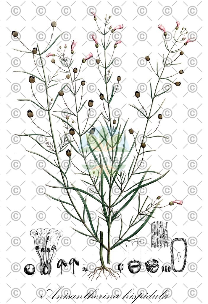 HistAbb_wfo-0001297163_1_ENZY_Simple | Historische Abbildung von Anisantherina hispidula - Orobanchaceae | Historical Illustration of Anisantherina hispidula - Orobanchaceae