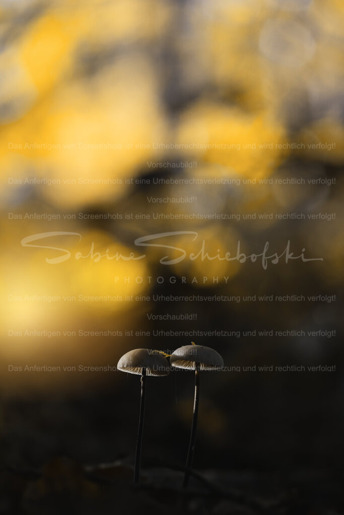 Still Close, Still Hoping | Exklusive Naturfotografie für stilvolle Wanddekoration ★ Premium Wandbilder Made in Germany ✔️ FineArt Drucke & Downloads ✔️ Brillante Farben, höchste Qualität & weltweiter Versand ✔️ - Realisiert mit Pictrs.com