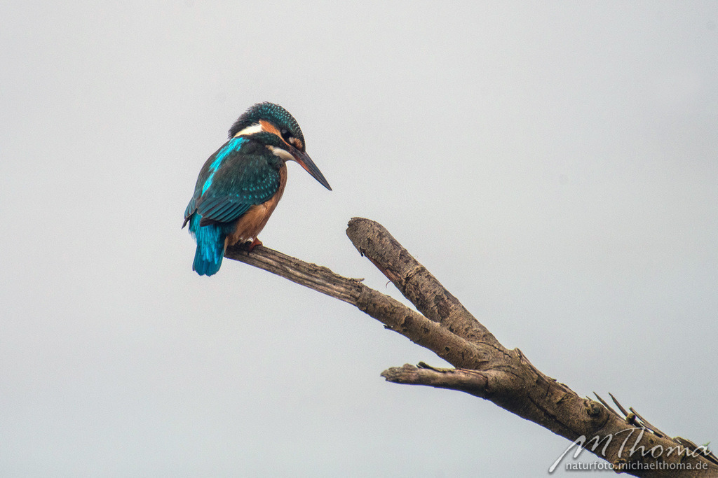 2020-11-20-15h34m20s_MichaelThoma_D850-1074 | Dies ist der Online-Shop von naturfoto.michaelthoma.de. Ich bin leidenschaftlicher Naturfotograf und fotografiere von der Andromedagalaxie bis zum Zwergtaucher, von der Ameise bis zum Orionnebel alles was mit Natur zu tun hat. Hier kann eine Auswahl meine - Realisiert mit Pictrs.com