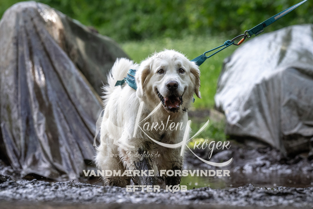 1241_ZZ93122 | kk-dogfotos