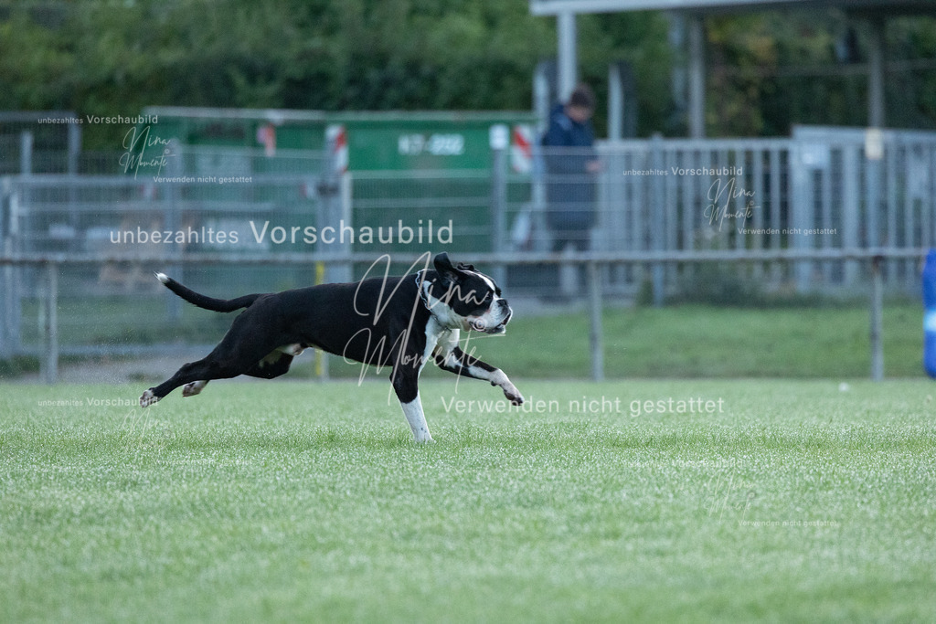 _16A5733 | Einzigartige Fotos von Hunden & Menschen –Actionfotos, Portraits, Vereinsaufnahmen & Paarshootings – authentisch, lebendig & mit Herz.