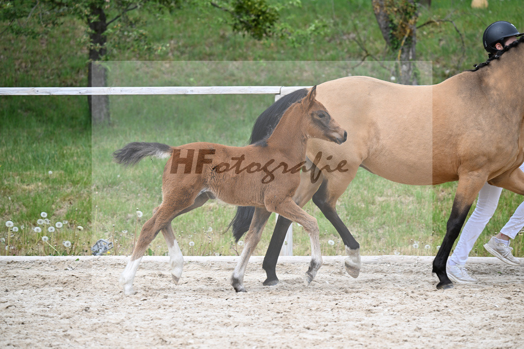Kat-Nr. 31 SF Dallas County WE x Casino Royale K_Bentz_24260772 | hf-fotografie - Realisiert mit Pictrs.com