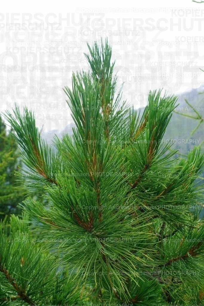 Zirbenzweig | Zirbenzweig - Realisiert mit Pictrs.com