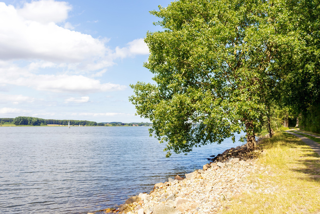 XXL Wandbild: Baum am Ufer des Ostseefjords | Dieses XXL Wandbild zeigt einen schönen Baum am Ufer des Ostseefjords im Sommer. Der Uferbereich ist mit Steinen befestigt. Am blauen Himmel sind schöne helle Wolken zu sehen. - Realisiert mit Pictrs.com