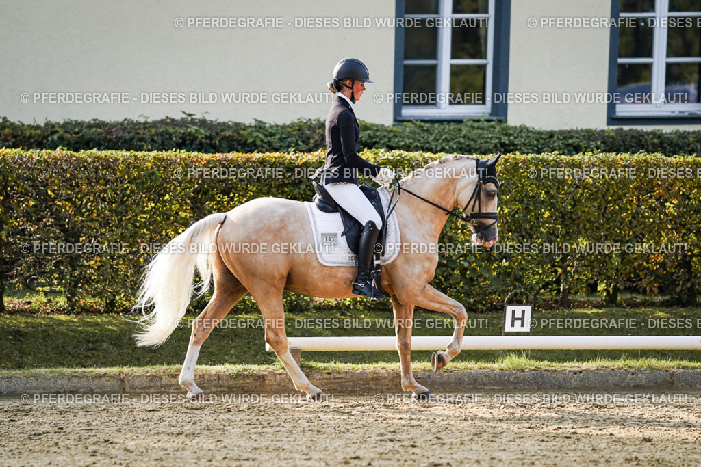 DSC04937 | Pferdegrafie