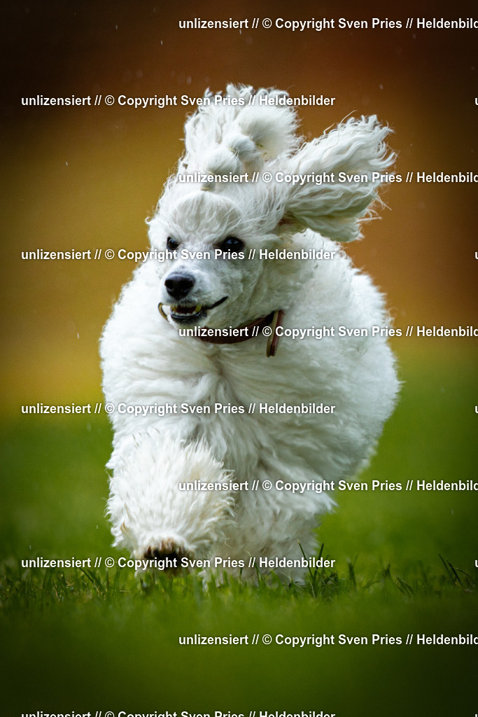 Sven Pries | 2025-09-21 - Hunderennen Baden-Oos - Realisiert mit Pictrs.com