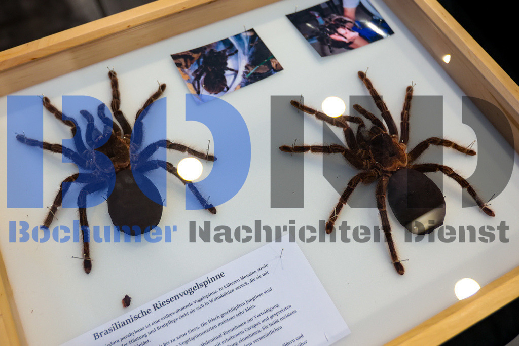 SES_INSBOC20250316-13 | bond - Realisiert mit Pictrs.com