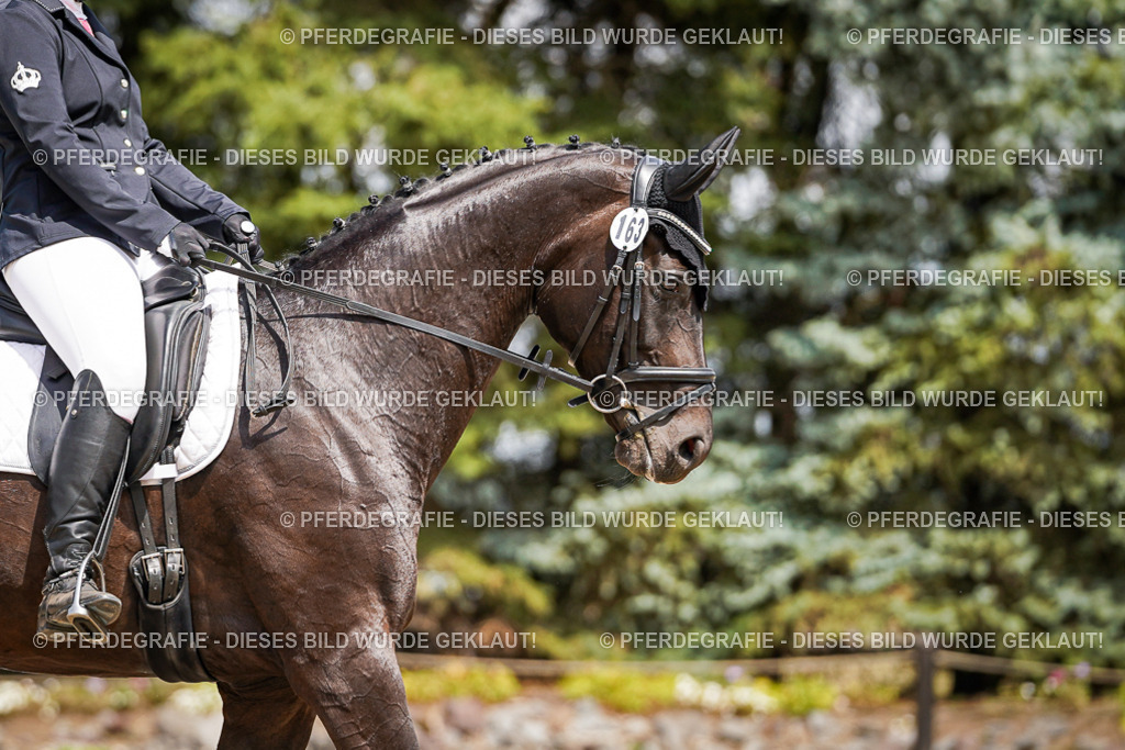 DSC02560 | Pferdegrafie