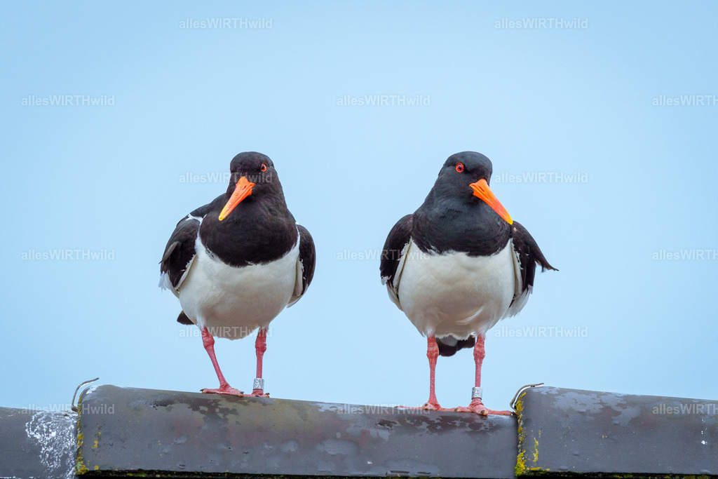 allesWIRTHwild.de - 7IV02820 | Entdecke die faszinierende Welt der Natur- und Wildlife-Fotografie von Daniel und Bärbel. Inspirierende Bilder von wilden Tieren und kleinen Naturwundern.