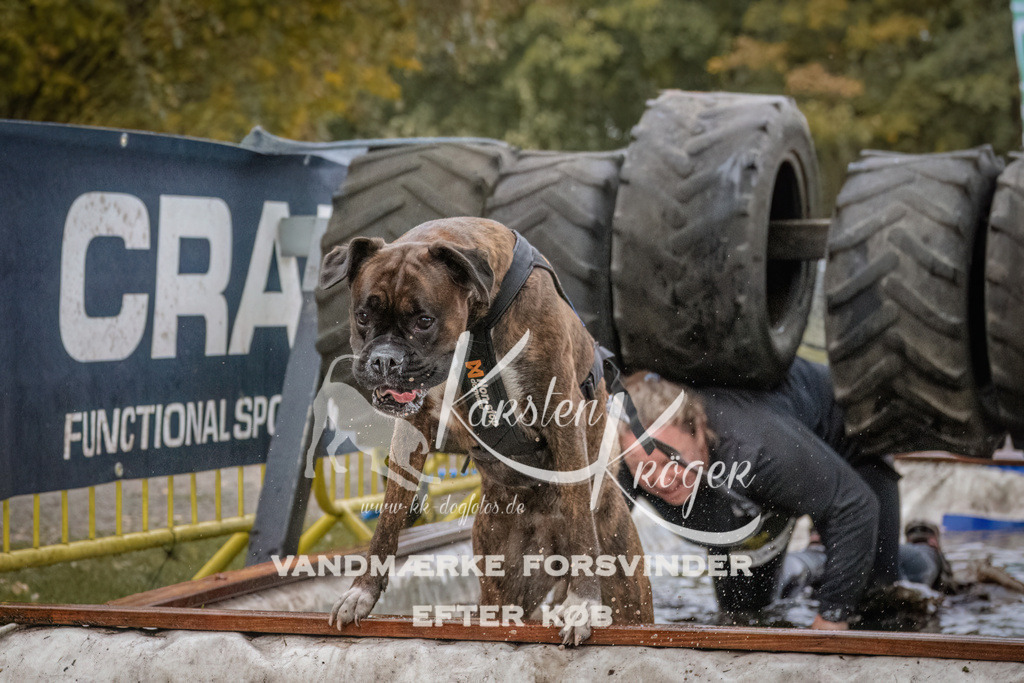1627_ZZ93438 | kk-dogfotos