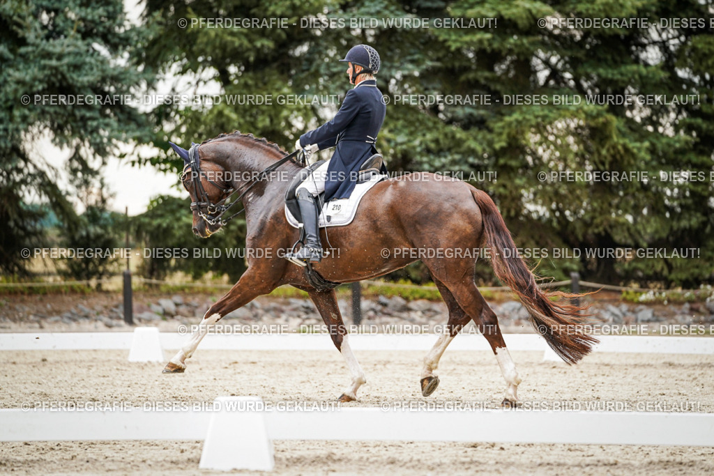 DSC07808 | Pferdegrafie