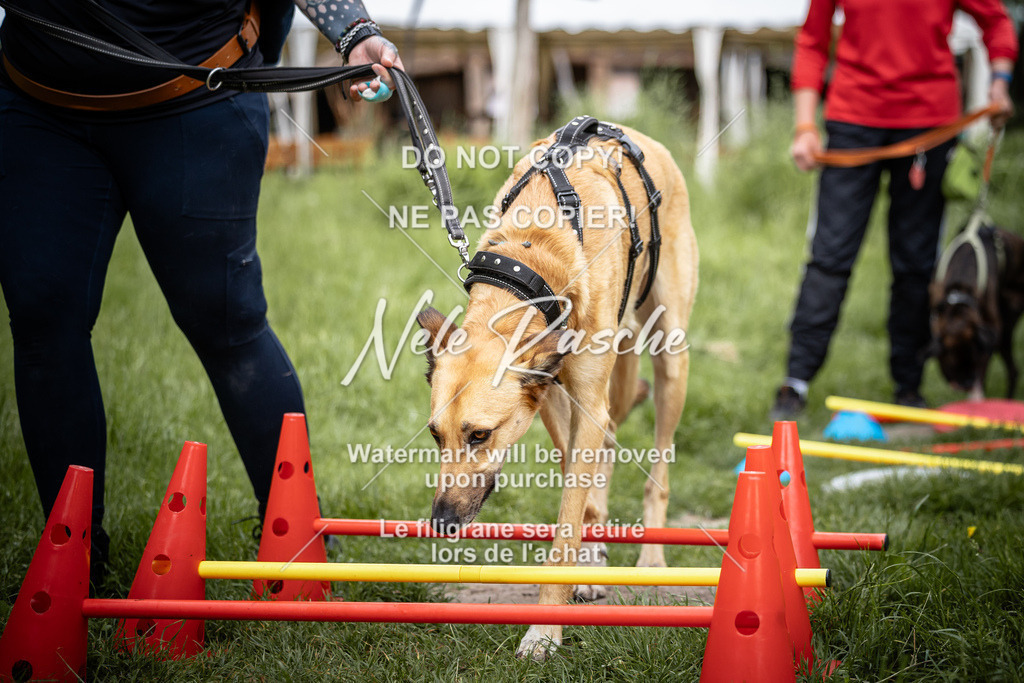 nelerasche_So-earlydog_15 | nelerasche
