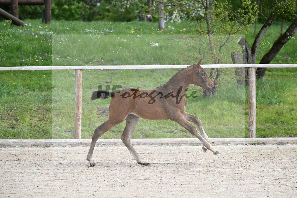 Glamourdale x San Muscadet_SF_Rattenhuber_11240040 | hf-fotografie - Realisiert mit Pictrs.com