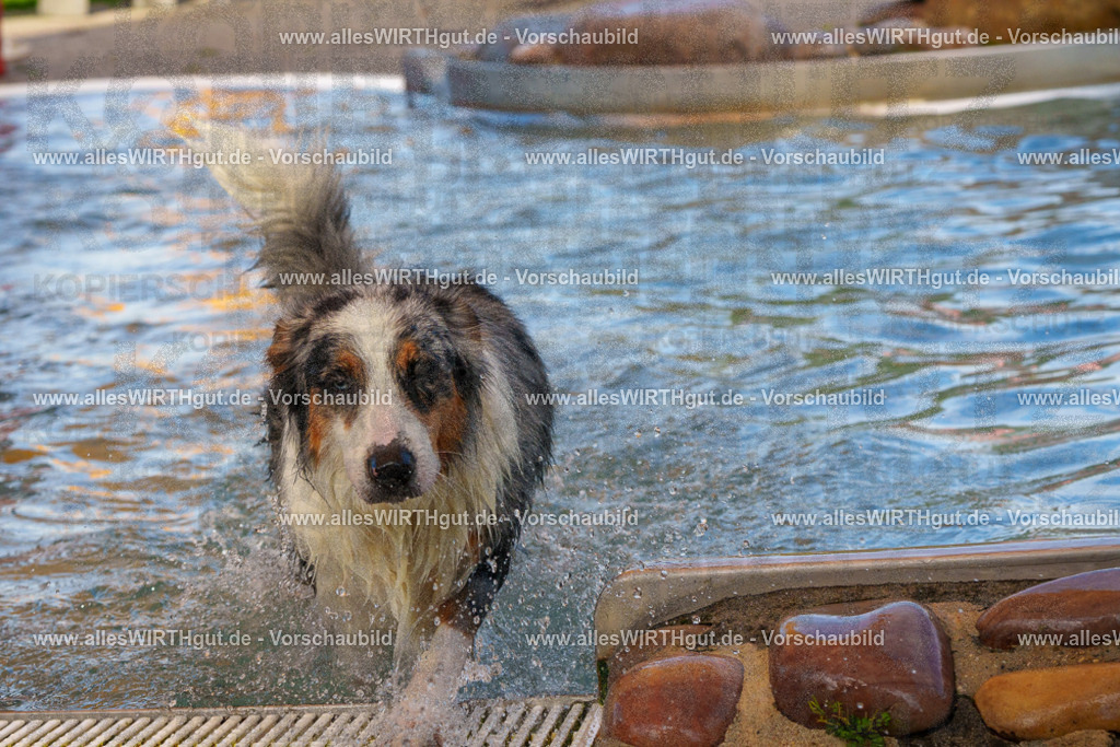 Hundeschwimmen_Grefrath_2026-allesWIRTHgut_Tierfotografie-13_02-FAY00488 | Professionelle Tierfotografie in Mönchengladbach von Daniel Wirth (allesWIRTHgut). Liebevolle & natürliche Bilder von Hunden & Katzen für unvergessliche Erinnerungen.