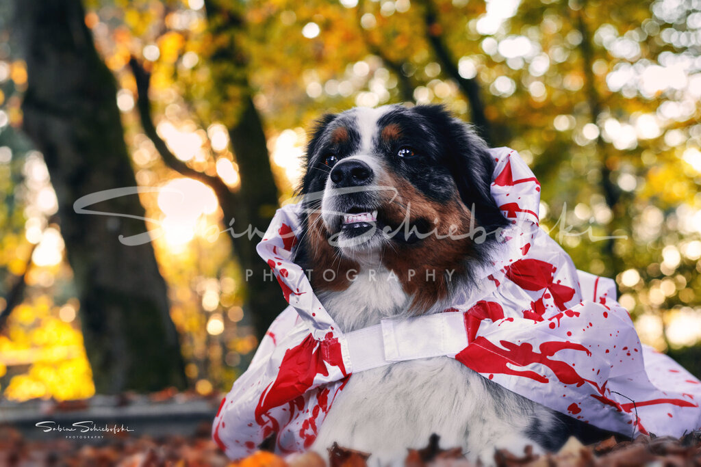 May-Halloween_29-10-24_DSCF8518_1 | People- und Tierfotografie, Imageaufnahmen, Veranstaltungsfotografie und Wandbilder aus der Natur ★ Made in Germany ✔️ Druck + Downloads ✔️ Naturfotografie in Top Qualität ★ schneller Versand, weltweite Lieferung! - Realisiert mit Pictrs.com