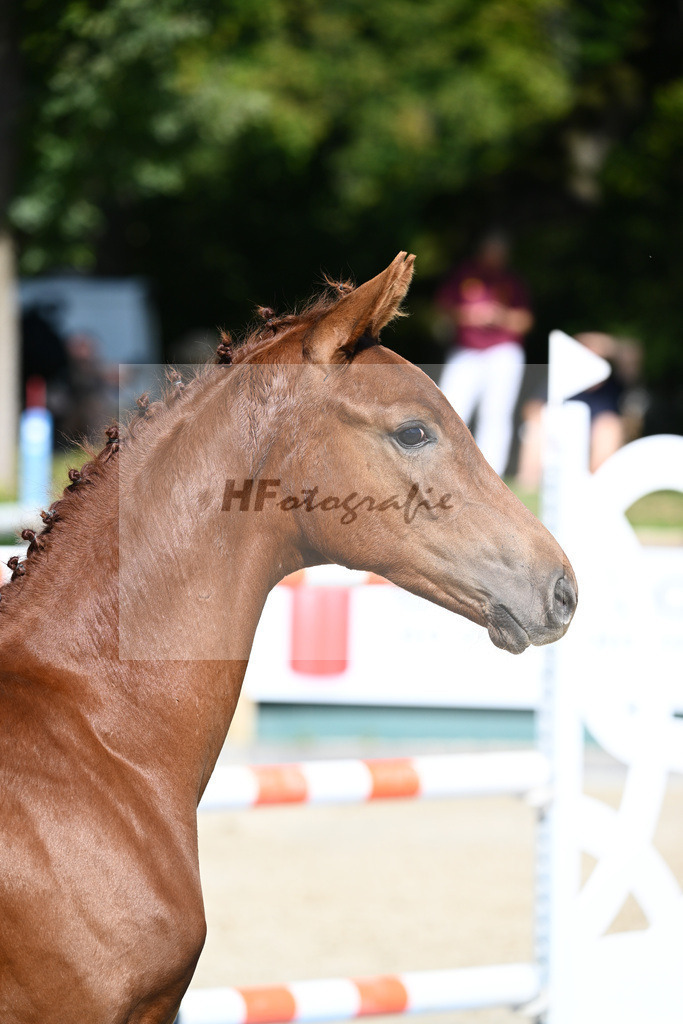 Praesentation Auktionsfohlen_36230318 | hf-fotografie - Realisiert mit Pictrs.com
