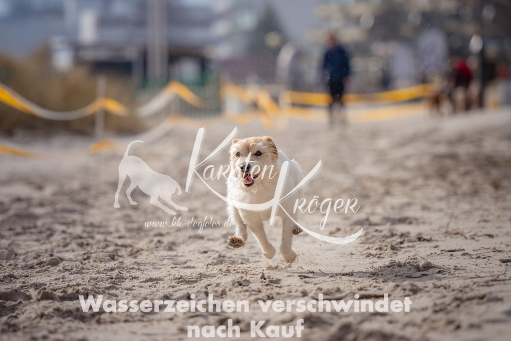 1326_ZZ99105-Bearbeitet-Bearbeitet | kk-dogfotos