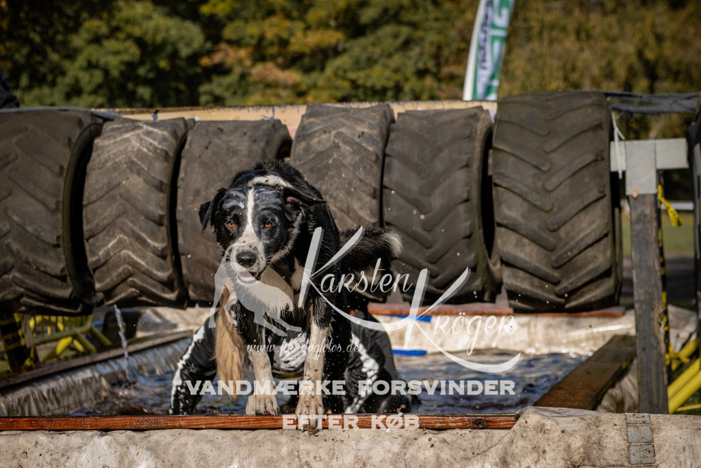 1348_ZZ93100 | kk-dogfotos