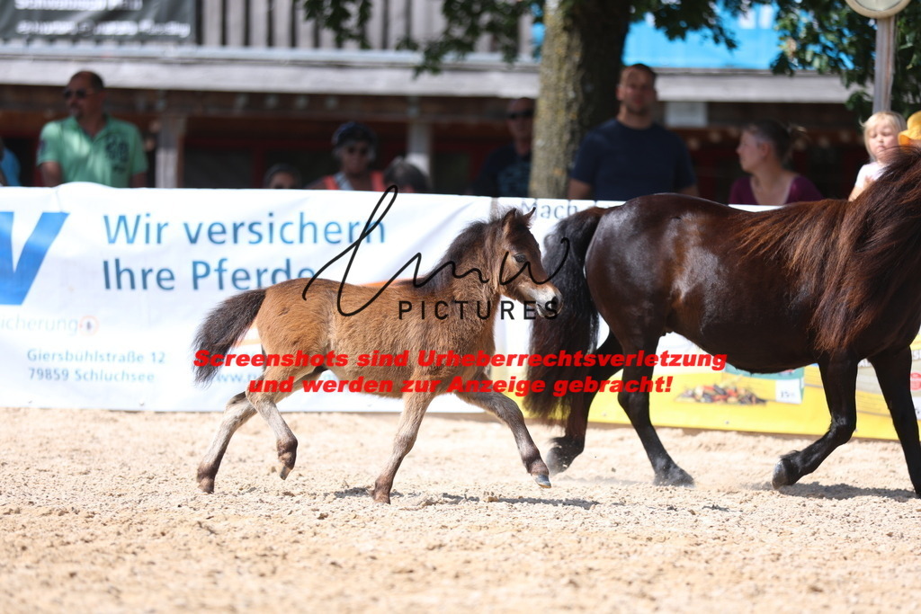 Fohlenschau_Schwäbisch_Hall_Ponys_KN 50_2 | lmwpictures - Realisiert mit Pictrs.com
