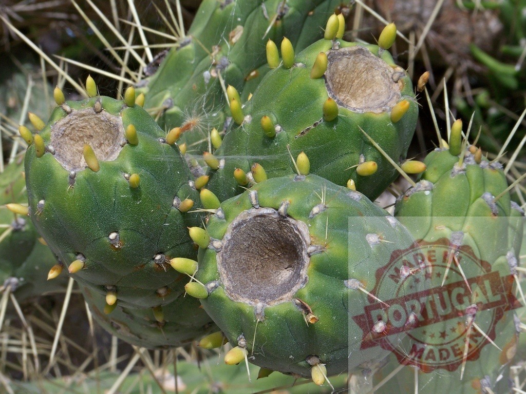 Prickly pear cactus pads developing new buds and spines | Prickly pear cactus showing new growth, buds, and sharp spines on green pads - Realisiert mit Pictrs.com