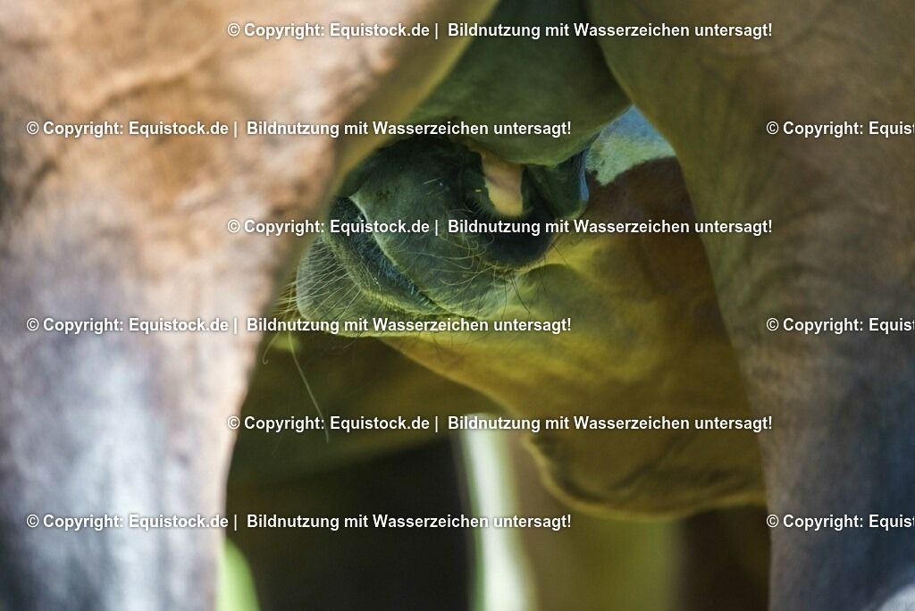 20210617_Fohlen_0268 | Foto: Thomas Hartig