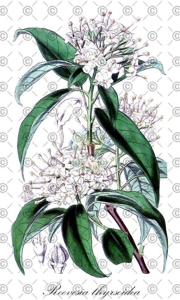 HistAbb_wfo-0001172364_1_ENZY_Simple | Historische Abbildung von Reevesia thyrsoidea - Malvaceae | Historical Illustration of Reevesia thyrsoidea - Malvaceae